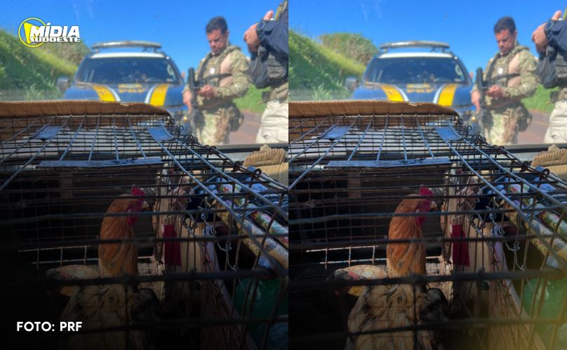 Motorista usava galinhas para disfarçar transporte de drogas