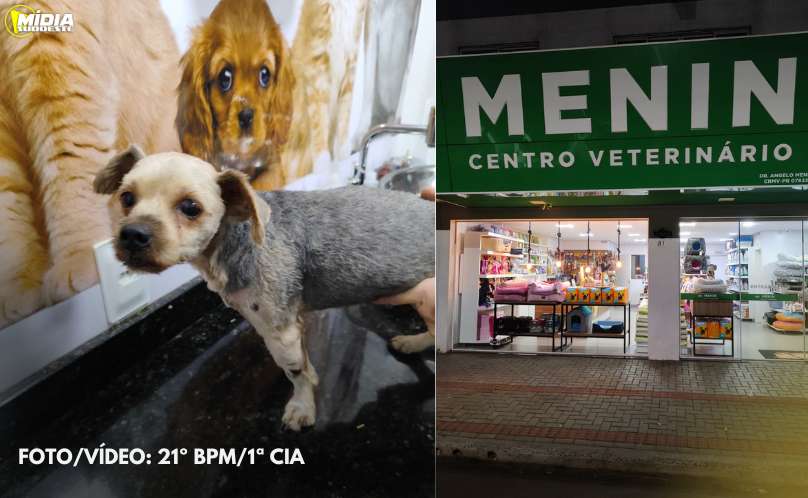 Francisco Beltrão: cachorro é atropelado e não recebe socorro e Polícia Militar identifica autor do crime 