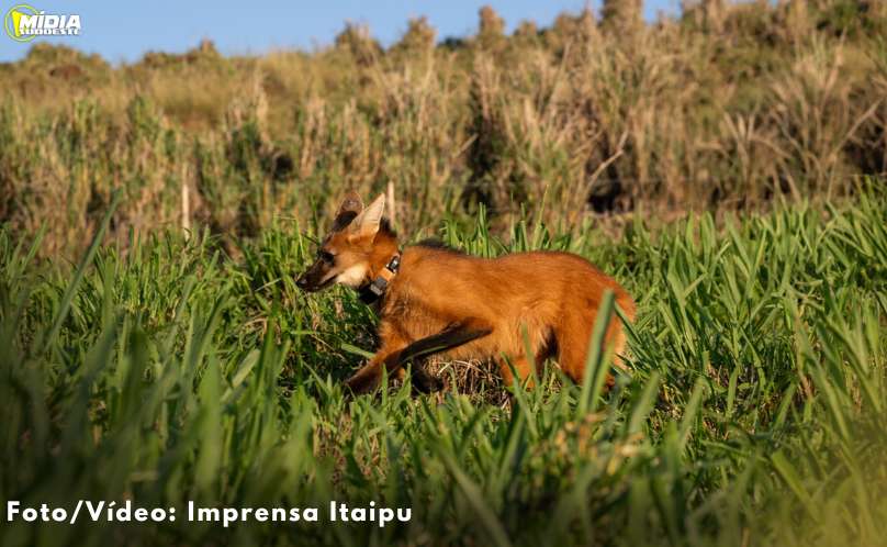 Itaipu e parceiros celebram soltura de lobo-guará na natureza