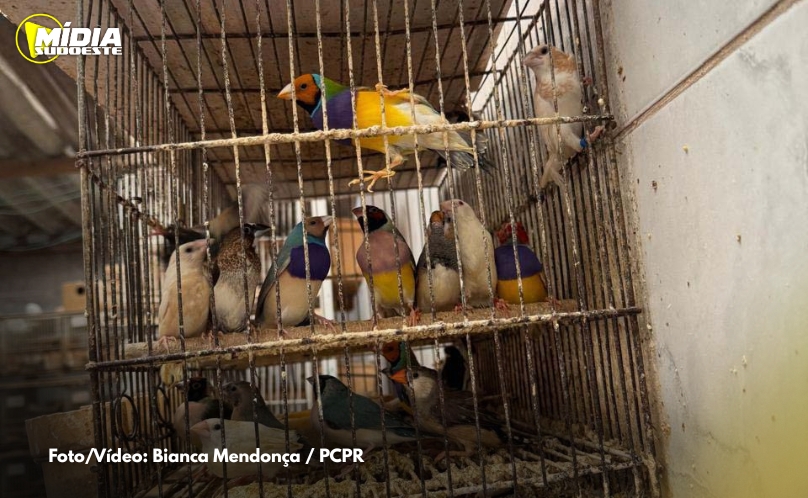 PCPR resgata mais de 5 mil aves exóticas em situação de maus-tratos em Arapongas