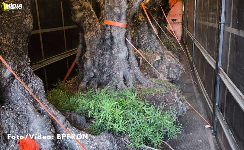 BPFRON, Receita Federal e 21º BPM apreendem carreta com carga irregular de oliveiras em Capitão Leônidas Marques