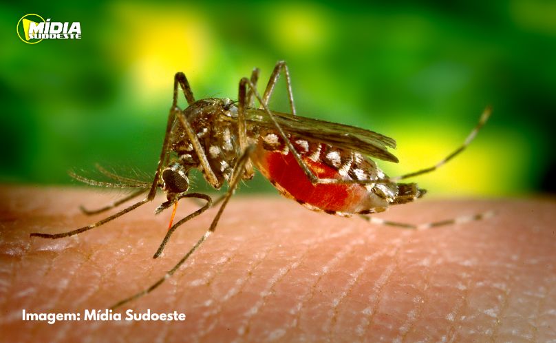 Brasil ultrapassa 1 milhão de casos prováveis de dengue em 2025