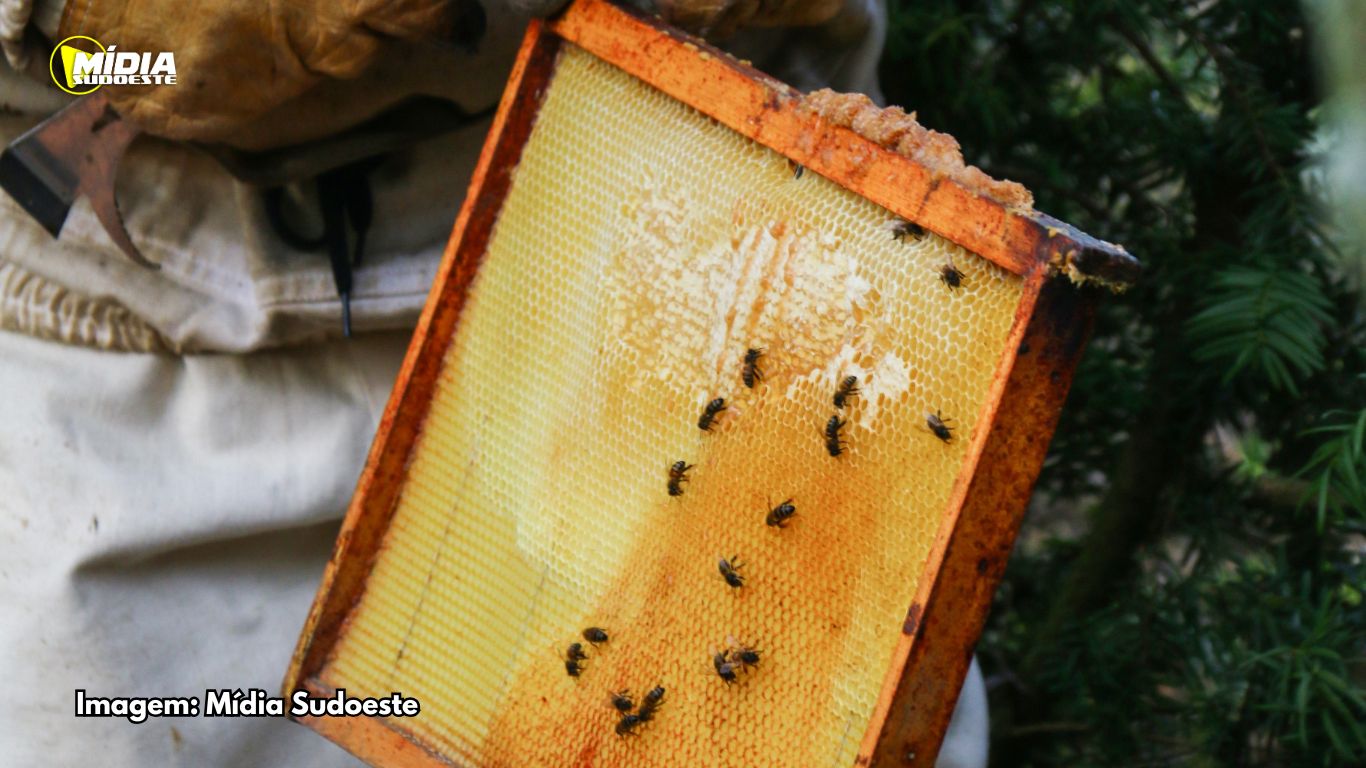 Exportações de mel disparam e Paraná assume vice-liderança no Brasil
