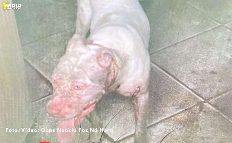 Pitbull invade residência e ataca cachorro 