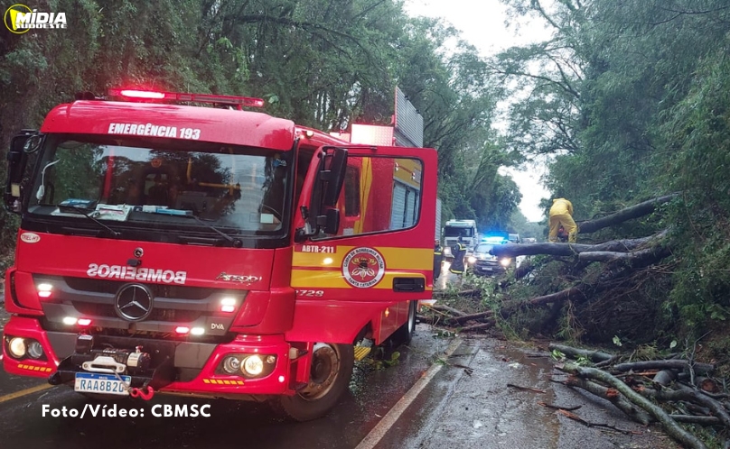 Queda de árvore interdita BR-282