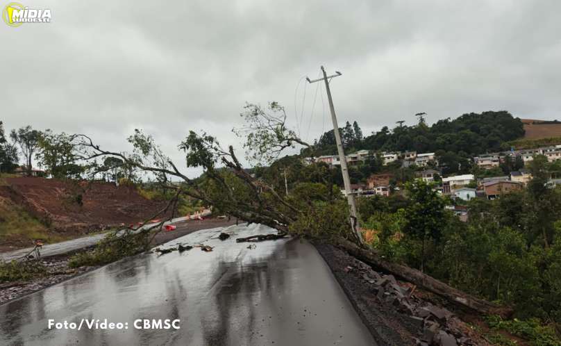 Bombeiros realizam corte de árvore e distribuem lonas após ocorrências em Guaraciaba