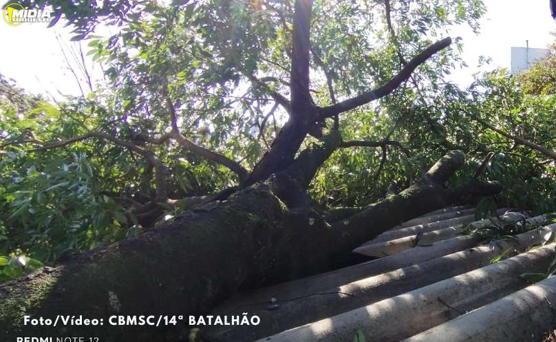 Árvore de seis metros cai sobre residência durante vendaval em Xanxerê