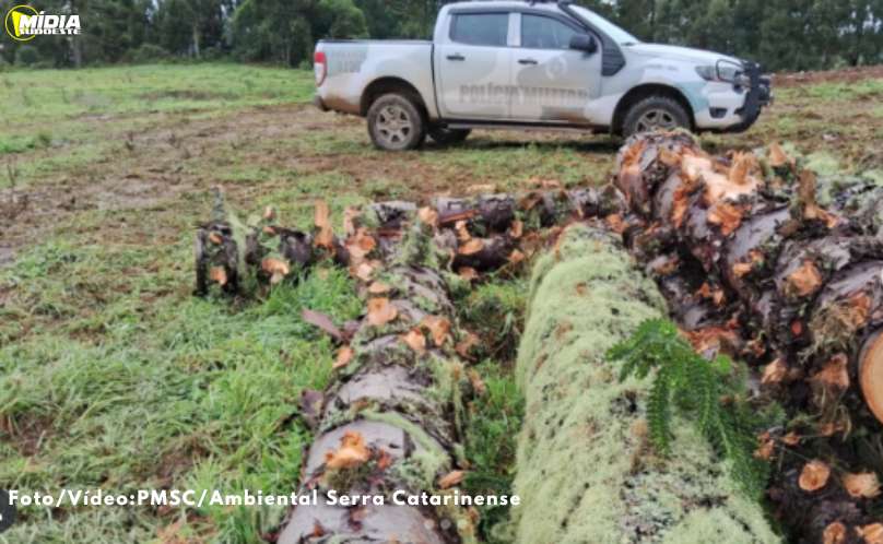 Corte ilegal de araucárias e intervenção em área de preservação são flagrados em São Joaquim