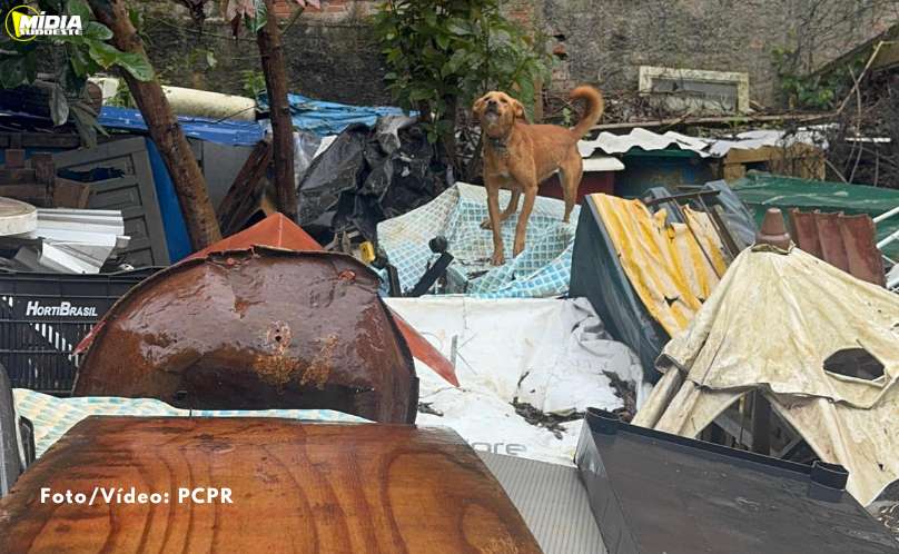 PCPR prende mulher por maus-tratos e resgata 18 cães na Capital