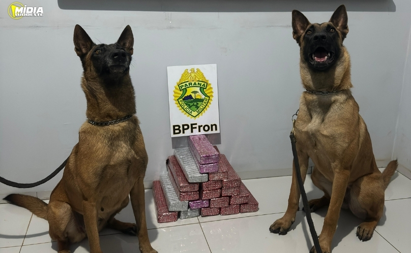 BPFRON prende homem com 15kg de maconha em Realeza