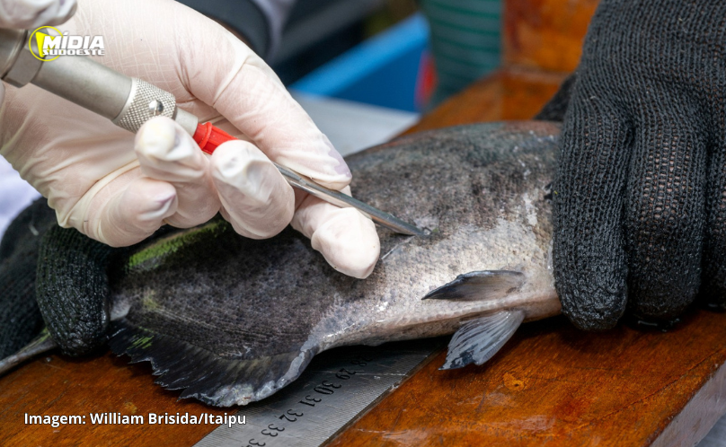 Monitoramento de peixes pela Itaipu confirma boa qualidade ambiental do reservatório