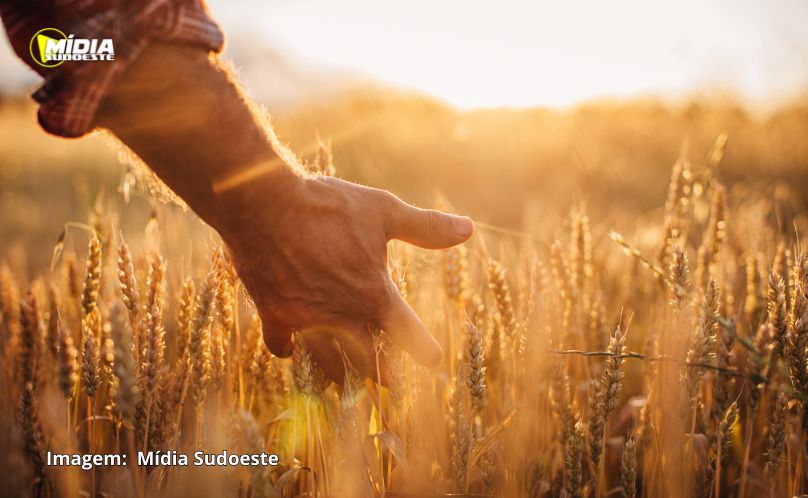Mesmo com geadas, lavouras do Paraná mantêm grande ritmo produtivo