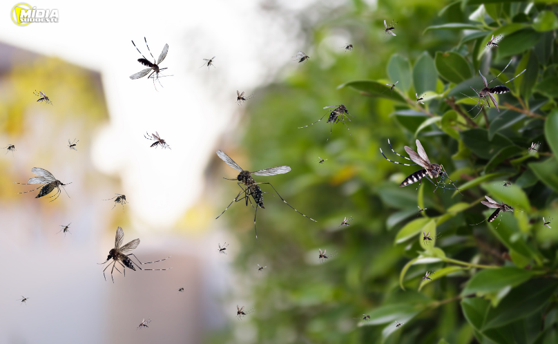 Brasil inaugura maior biofábrica do mundo de mosquitos “do bem”