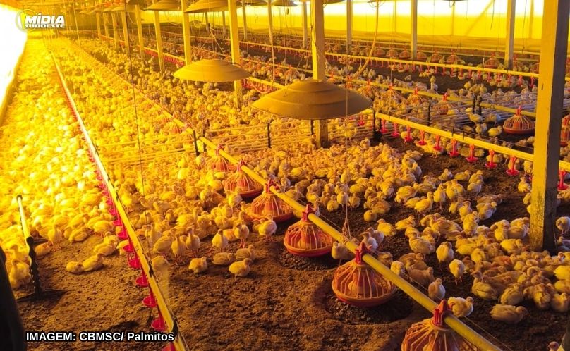 Incêndio atinge aviário na zona rural de Palmitos