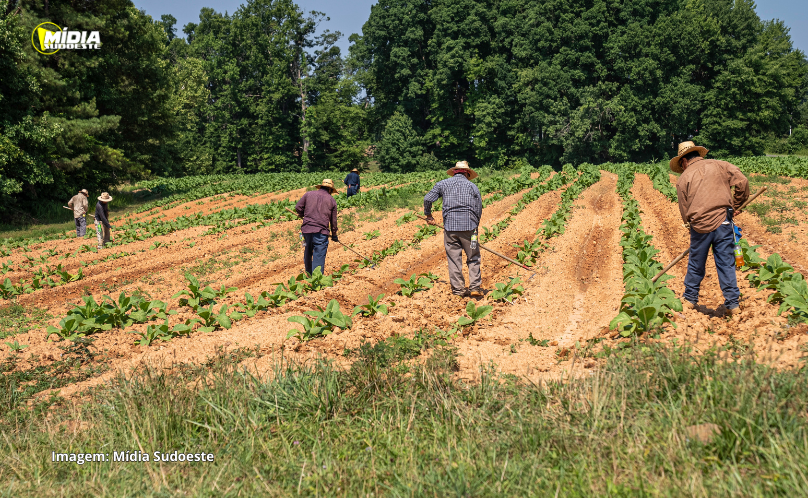 Plano Safra: BNDES atinge R$ 10 bilhões de recursos aprovados