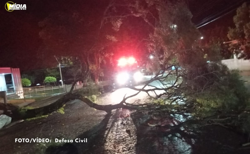 Defesa Civil atua na remoção de árvores após fortes ventos em Santo Antonio do Sudoeste