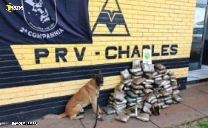 PMPR apreende mais de 76 kg de maconha escondidos em pneus de caminhão no Norte do Paraná