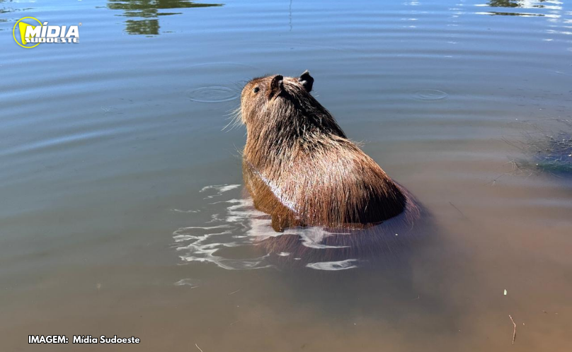 Capivara é avistada no Lago Intermunicipal na Tríplice Fronteira