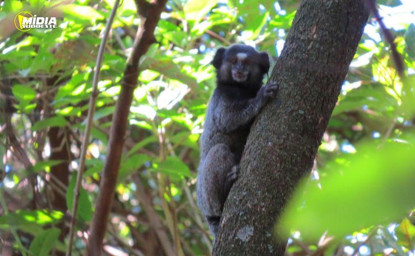 IAT orienta sobre os cuidados com animais silvestres nas estradas