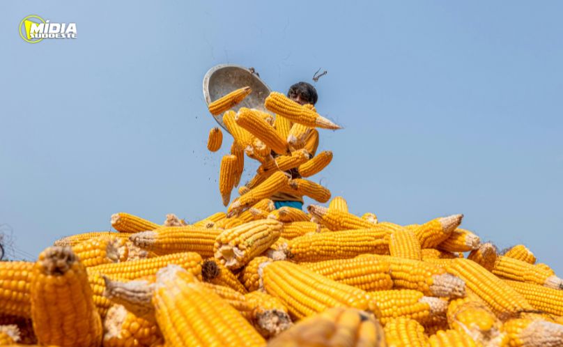 Milho se consolida como principal aposta do produtor paranaense