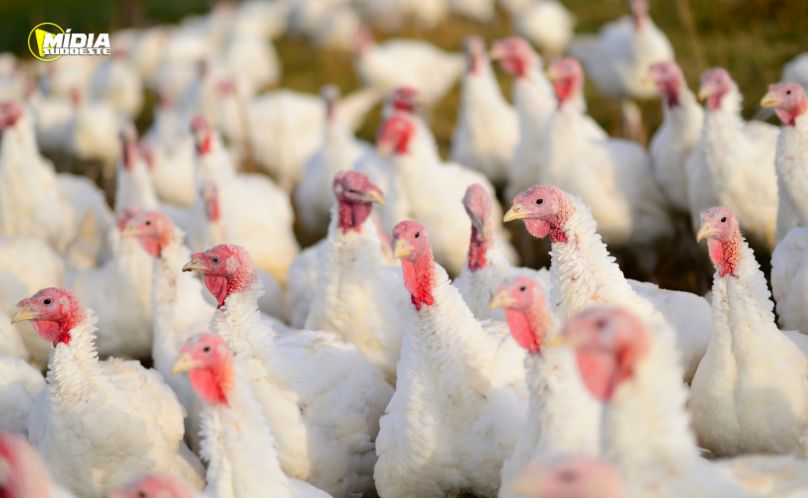 Paraná é referência nacional na produção de peru