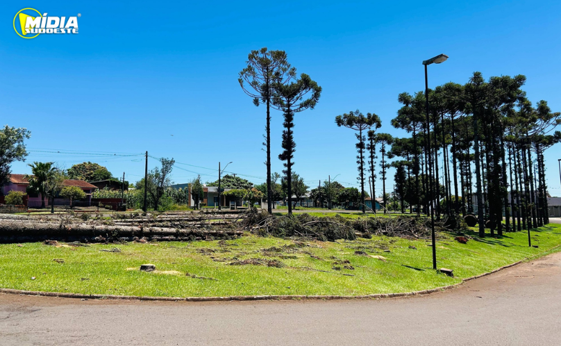 Corte de araucárias ocorre com licenças ambientais em Santa Izabel