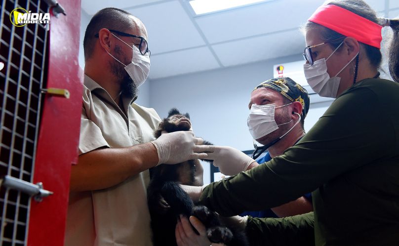 IAT registra recorde no atendimento à fauna silvestre em 2025