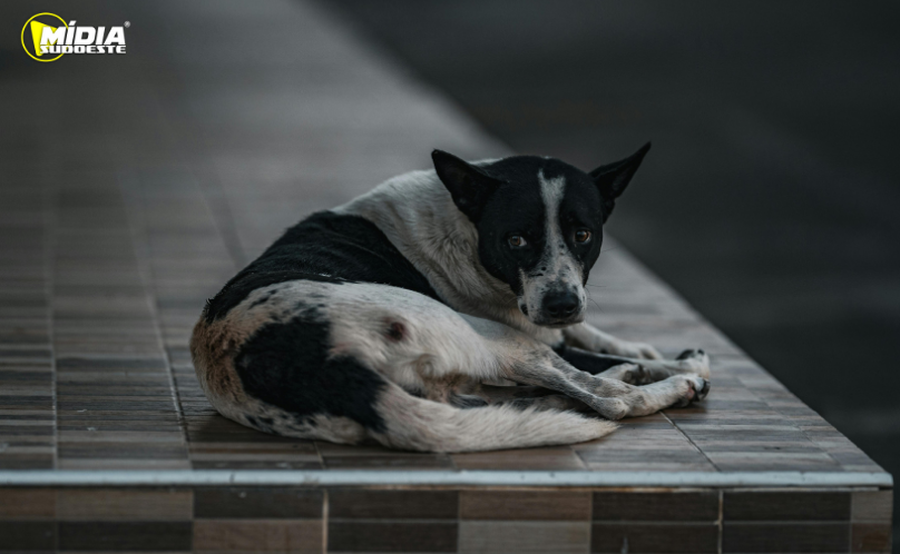 Brasil tem cerca de 30 milhões de animais domésticos abandonados