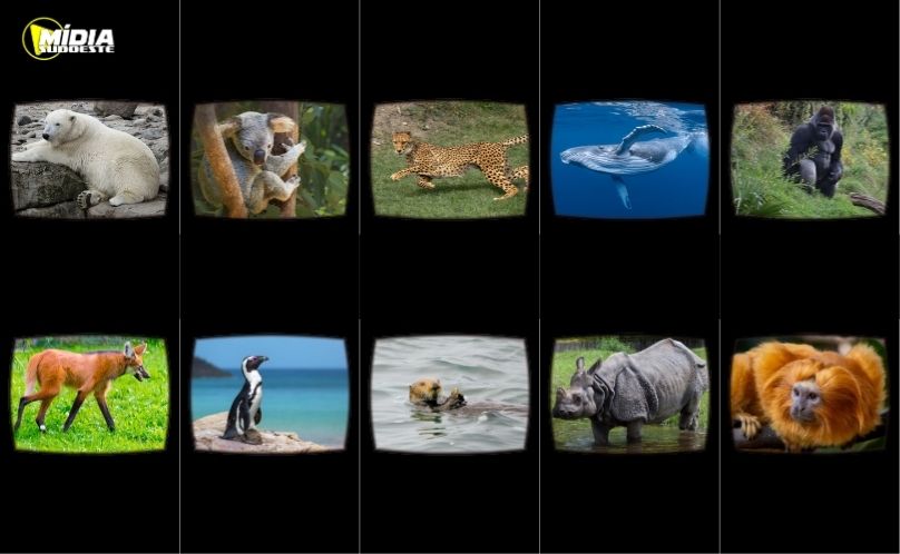 Alerta Vermelho: 10 espécies que podem desaparecer do Planeta