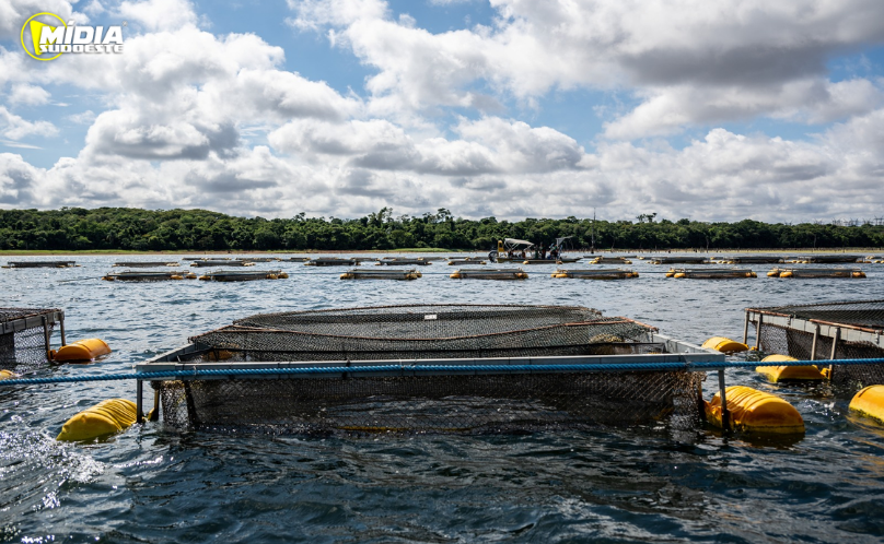 Lei sancionada no Paraguai abre caminho para cultivo de tilápia no reservatório de Itaipu