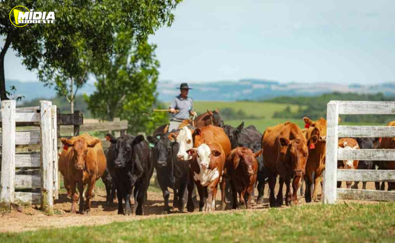 Show Rural impulsiona a pecuária com novas raças e soluções