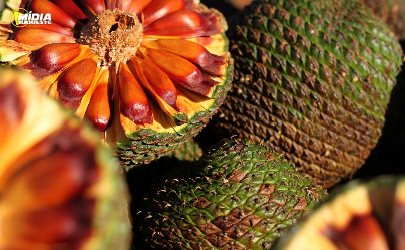 IAT adia temporada de pinhão no Paraná 