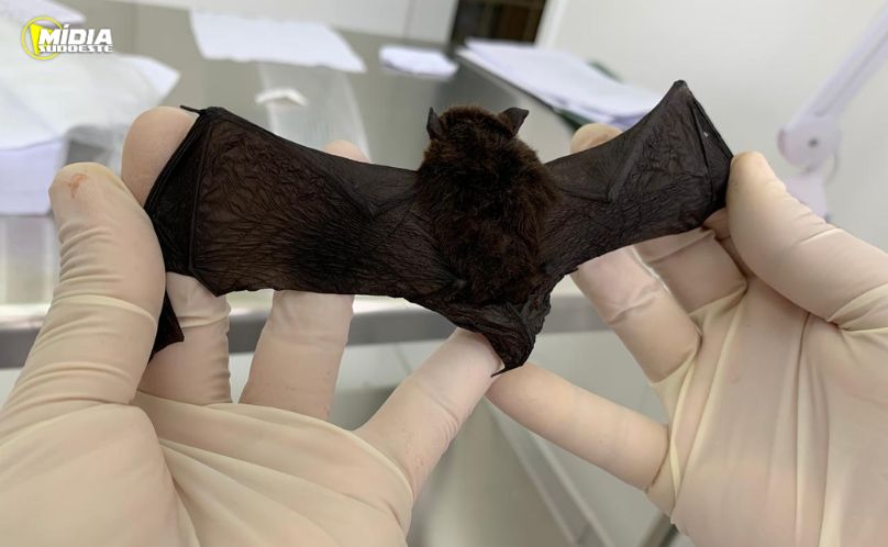 Verão intensifica presença de morcegos e alerta para raiva