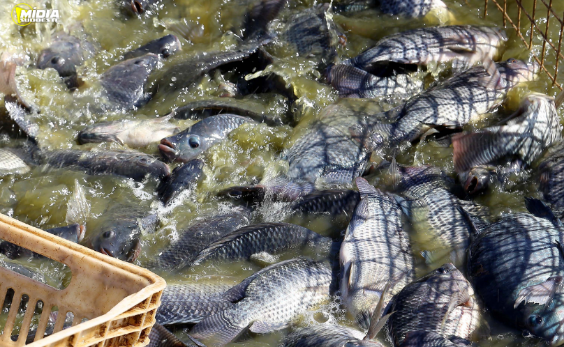 Paraná orienta produtores no manejo dos viveiros no verão