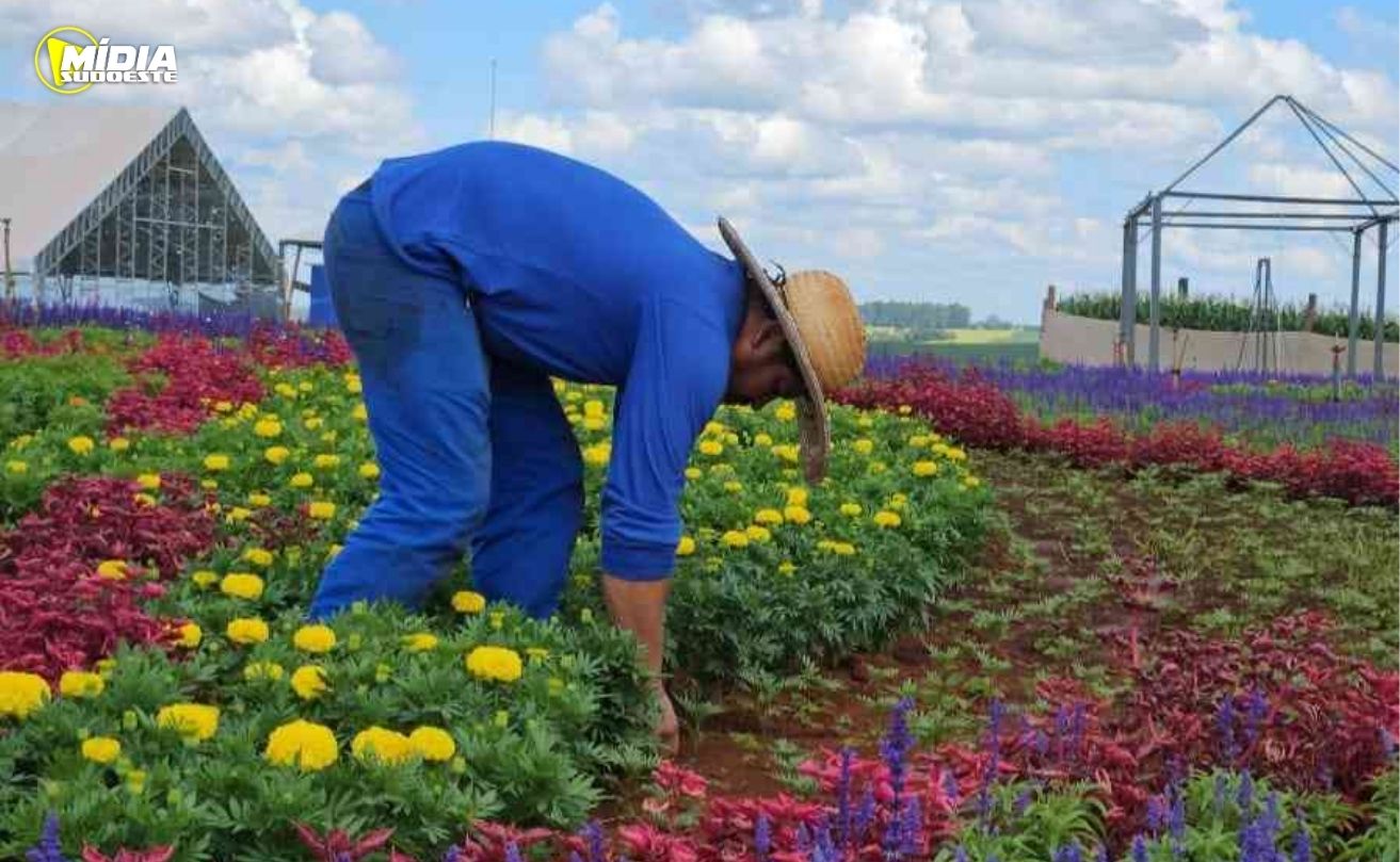 320 mil mudas de flores dão cor e beleza ao parque do Show Rural