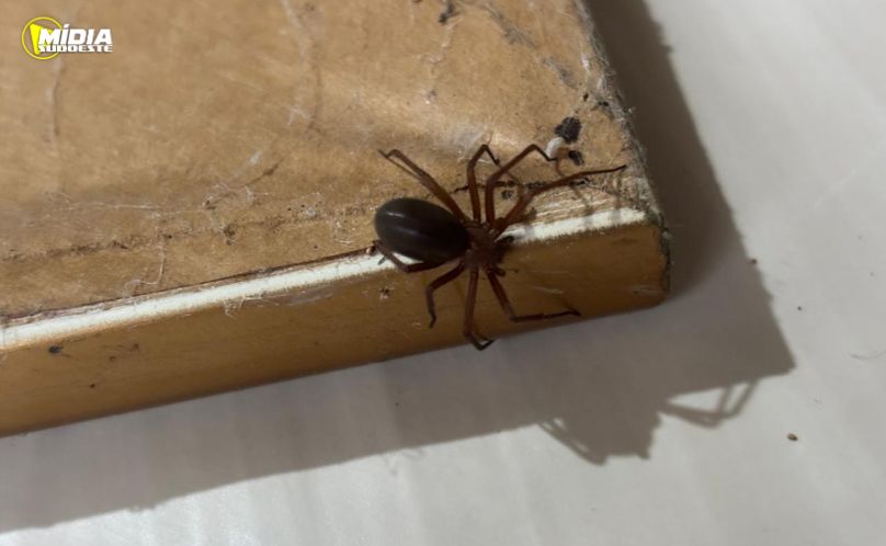 Saúde alerta para cuidados com aranhas no verão