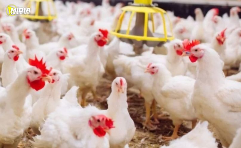 Avicultura da Coopavel terá espaço ampliado no Show Rural