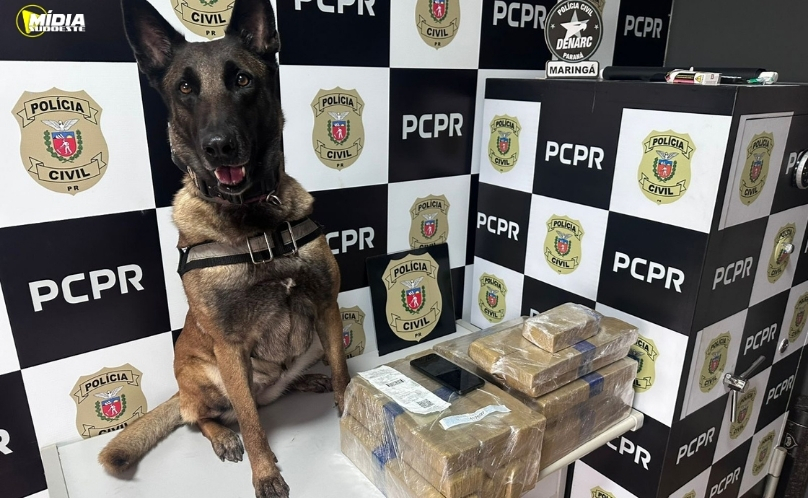 PMPR e PCPR apreendem quase 150 toneladas de drogas com apoio de cães em 2025