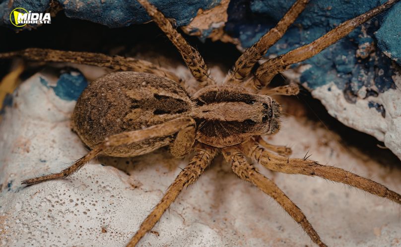 Verão exige atenção redobrada para evitar acidentes com aranhas