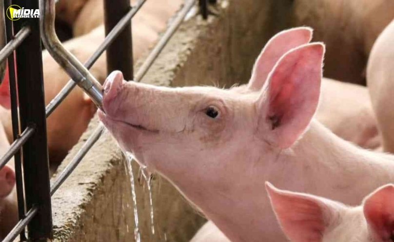 Show Rural: suinocultura terá degustação, robô, palestras e mostra de equipamentos