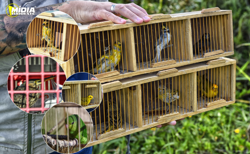 IAT devolve à natureza seis pássaros em Pontal do Paraná