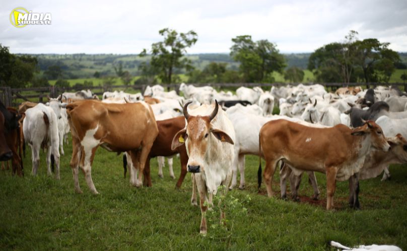 Adapar facilita emissão da Certidão de Estabelecimento Rural