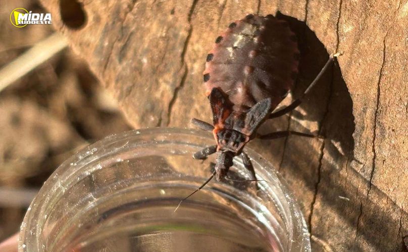 Saúde alerta para prevenção contra a doença de Chagas