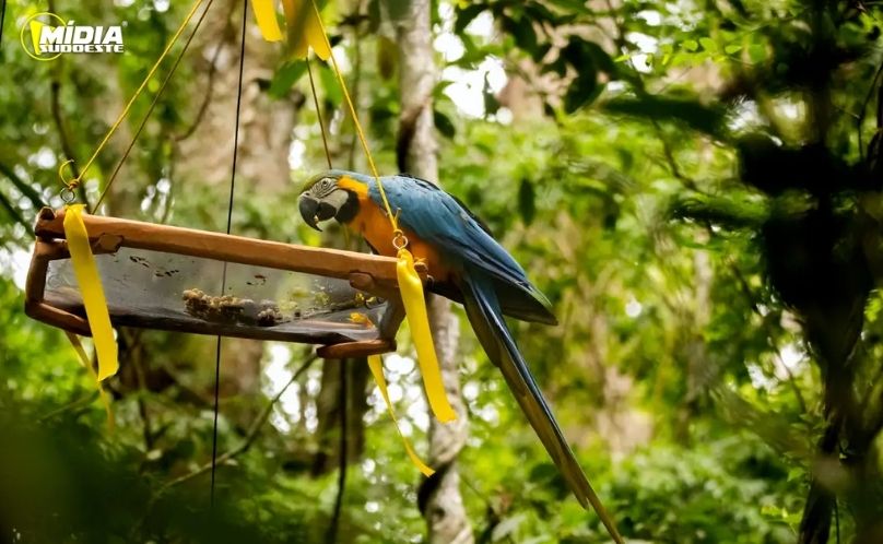 Parque Nacional da Tijuca recebe primeira soltura de araras-canindés