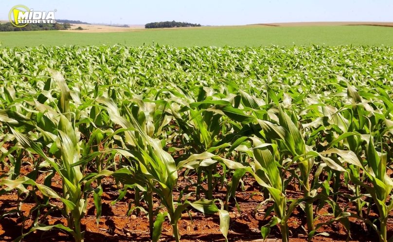 Mesmo com calor e chuvas irregulares, soja e milho avançam no Paraná