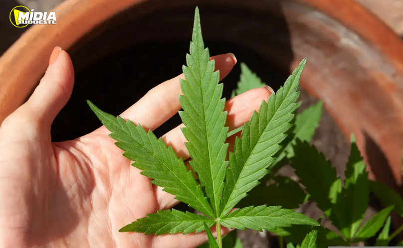 Anvisa inicia debate sobre regras para produção de cannabis medicinal