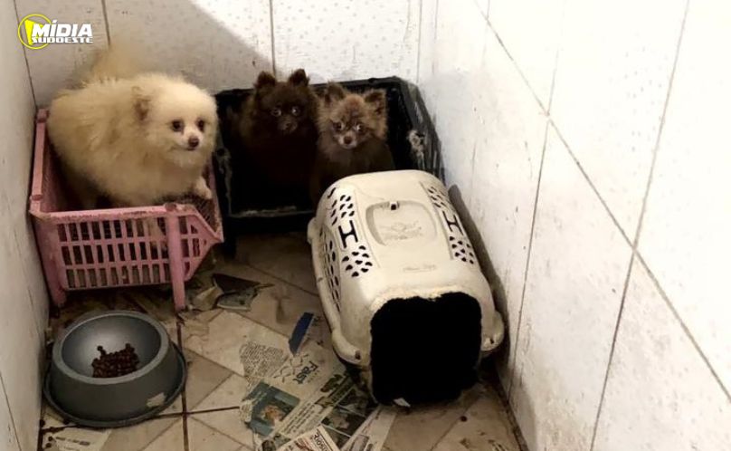 PCPR e PCIPR resgatam 50 cães