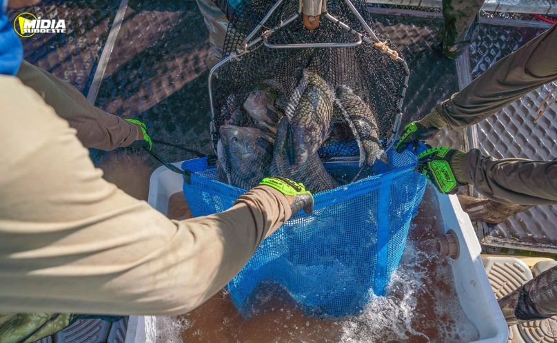 PRF apreende medicamentos