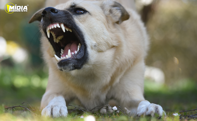 Cães soltos atacam animal e colocam família em risco
