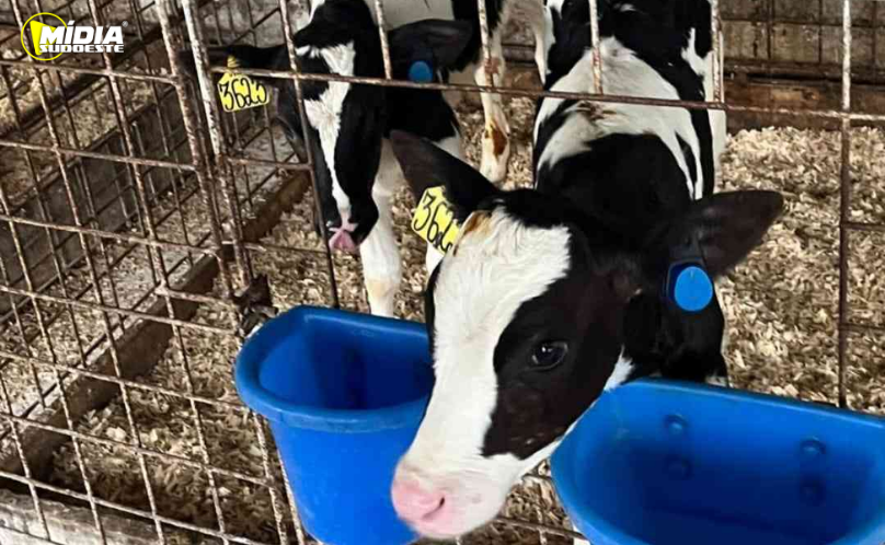 Show Rural Coopavel apresenta solução inédita para monitoramento de novilhas e bezerras